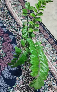 گل زاموفلیا