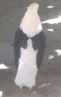 کبوتر