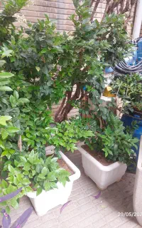 یاس هلندی