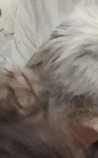 خرگوش