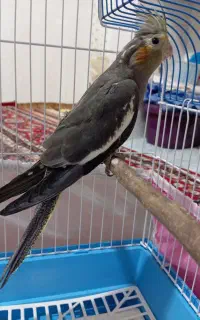 عروس سینامون