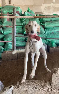 توله سگ سالوکی