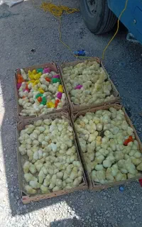 جوجه  درجه یک ارسال به سراسر ایران