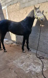 خرید فروش اسب پالونی