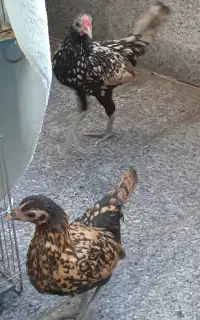 جوجه مرغ خورس سبرایت ۲ماهه