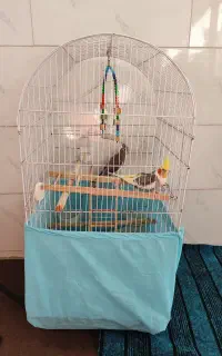 عروس هلندی