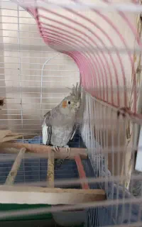 عروس هلندی