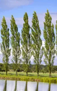 پخش عمده صنوبر سفید،سرمایه‌گذارای پرسود
