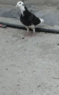کبوتر