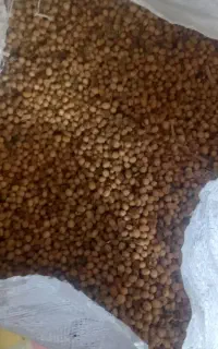 لوبیا روغنی