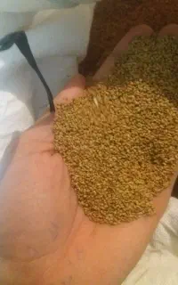 بذر یونجه