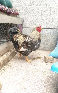 خروس ویاندوت جوان