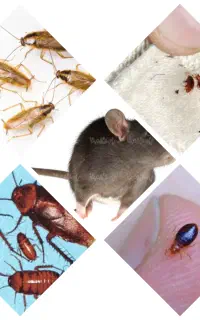 سمپاشی ساس سم پاشی موریانه سوسک کابینت موش