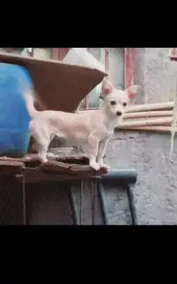 سگ گمشده