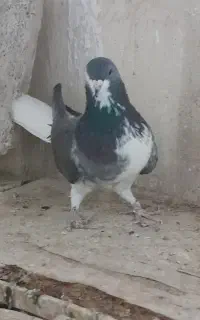 کبوتر نر زره مخملی دم پاک