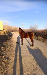 اسب گمشده یا دزدیدن