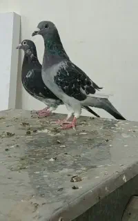 چاپی پر غلط