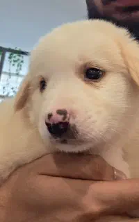 سگ گلدن