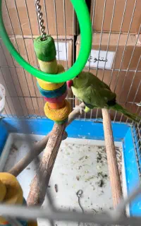 ملنگو جوجه نیمه رام گاز نمیگیره