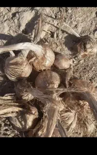 پیاز زعفران