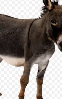 الاغ