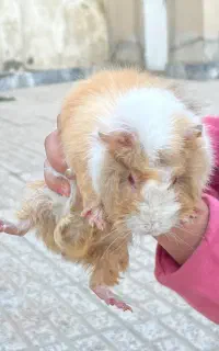 خوکچه هندی نر