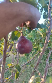 سمپاشی مخصوص آخر تابستان و  پاییزه  درختان