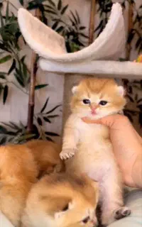 بچه گربه محلی