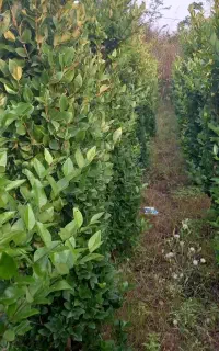 گل هازیبا