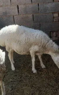 ۷میش دورگ دونه ۲۵۵۰۰  اسفدن