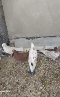 کبوتر