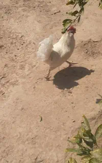 خروس گلین سفید
