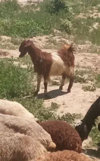 بزقاله چاق برای عید قربان درجه یک