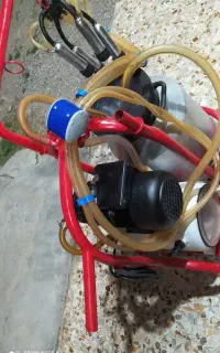 شیردوش گاو ترکیه ای