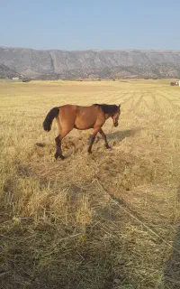مادیان جوان