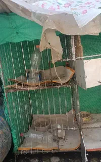جفت کن کبوتر .مرغ و انواع پرنده ها