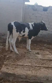 گوساله