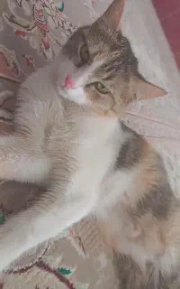 گربه خانگی