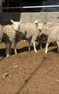 فروش  میش رومن