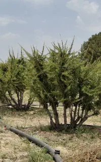 باغ زرشک ۲ هکتاری با بنا و۲۵ ساعت سهمیه آب
