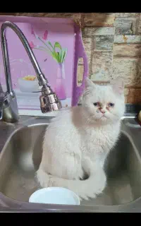 گربه ماده اسکاتیش برای جفتگیری