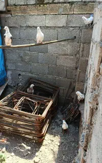 کبوتر پرشی