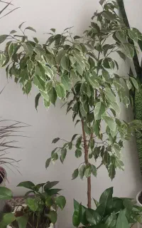 فروش گل آپارتمانی