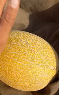 خربزه گاوی