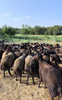 میش آبستن بره قوچ