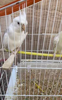 دوعدد عروس هلندی