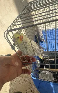 عروس هلندی گم شده