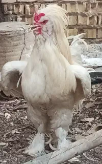 سلطان