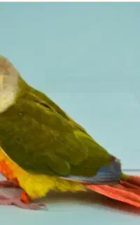 گمشده