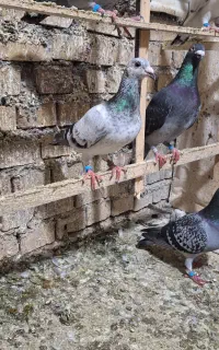 کبوتر فری
